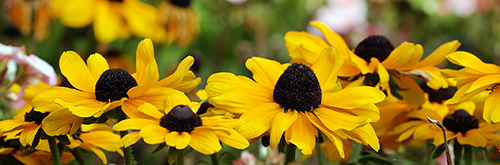 A display of yellow flowers